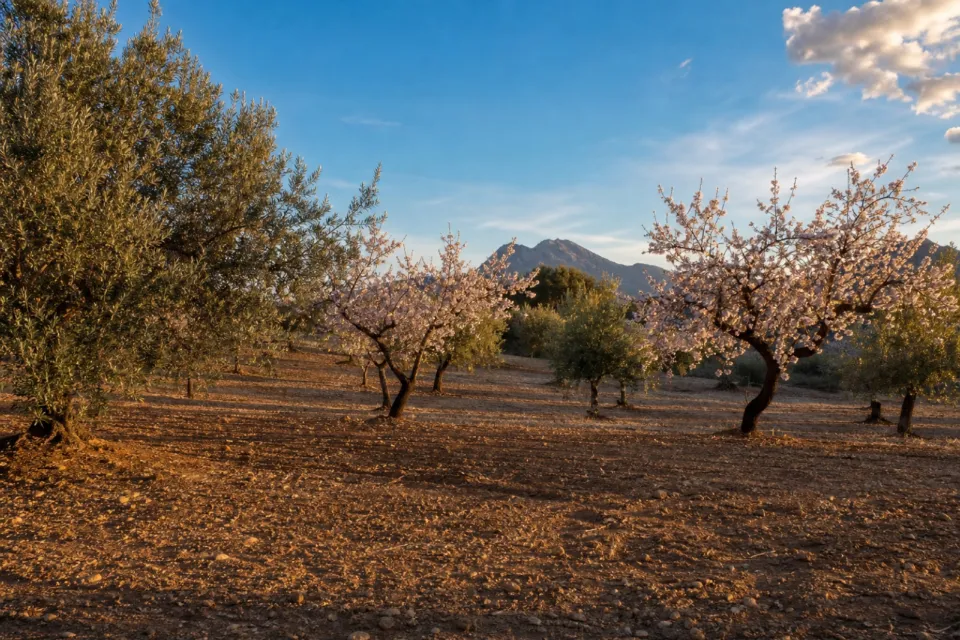Parcela edificable en Marbella